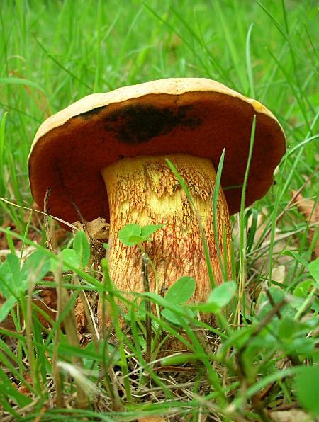 Boletus luridus?